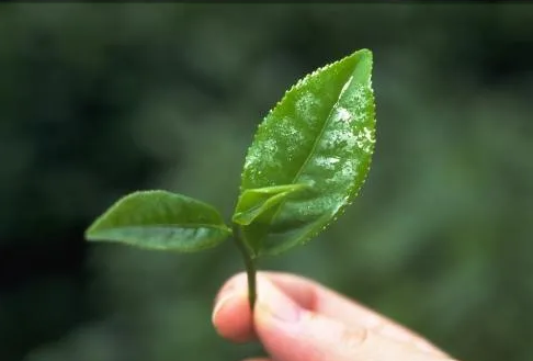 遠紅外加熱(re)技(ji)術(shu)在(zai)茶(cha)葉加(jia)工中(zhong)的(de)應用
